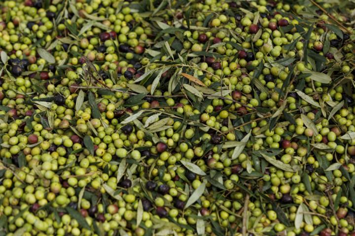 Un 'mar' de aceitunas en plena campaña de recogida en la provincia de Jaén
