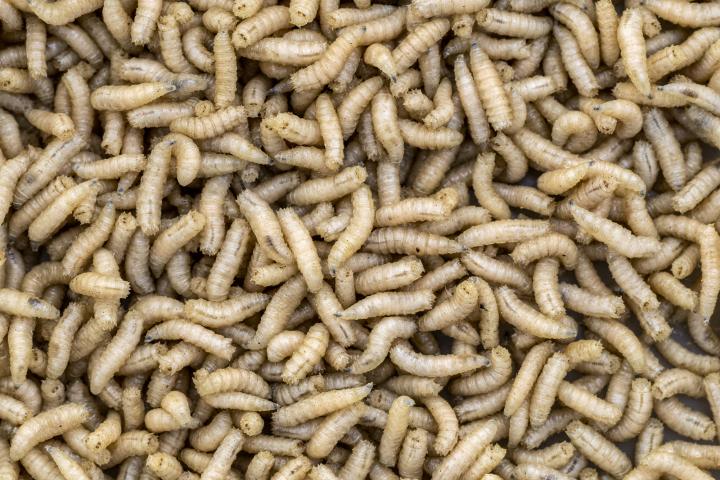 Un grupo de larvas, en una imagen de archivo.