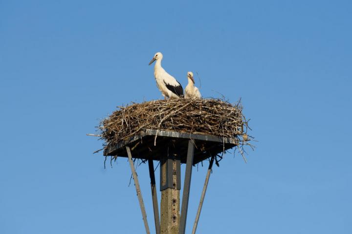Un nido de cigüeñas, en una imagen de archivo