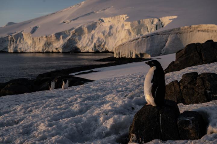 Un pingüino observa el horizonte en la Antártida.