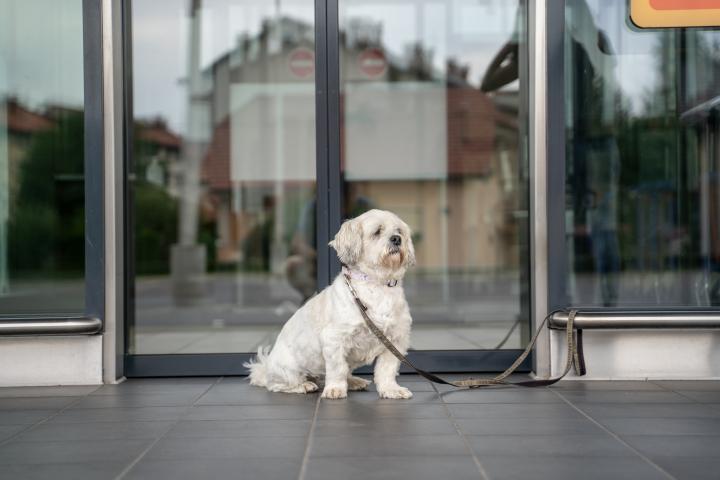 Un perro atado a las puertas de un establecimiento, en una imagen de archivo.