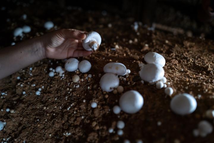 Cultivo de champiñones.