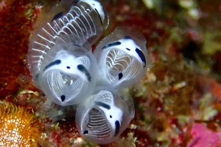 Recreación de la especie marina con cabeza de oso panda