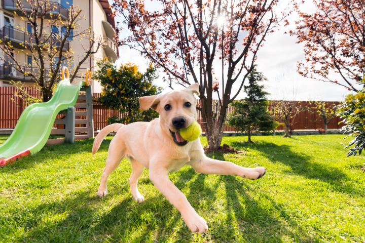 Imagen de archivo de un perro con una pelota.