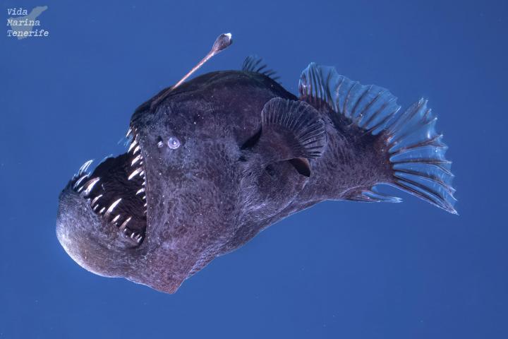 Pez diablo negro o rape abisal adulto (Melanocetus johnsonii)