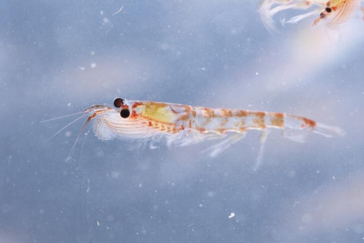 Krill antártico