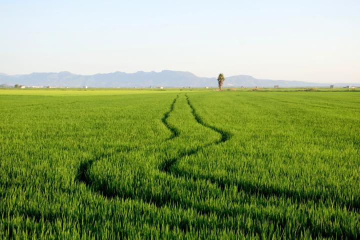 Cultivo de arroz en la Albufera de Valencia