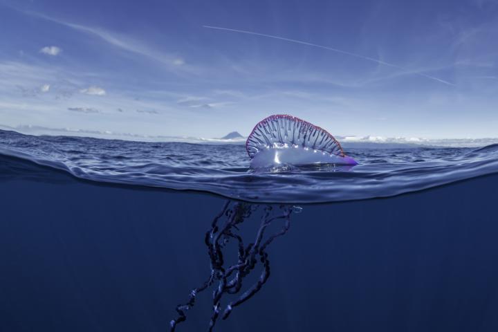 Un ejemplar de calavera portuguesa, en una imagen de archivo.