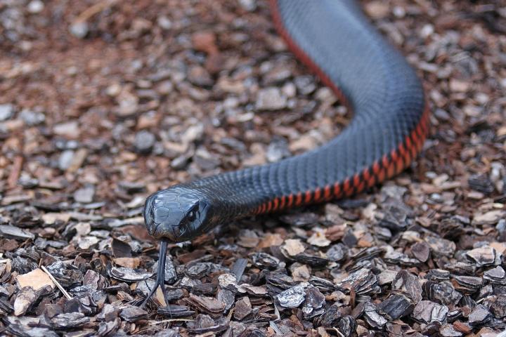Un ejemplar de serpiente negra de vientre rojo, en una imagen de archivo.