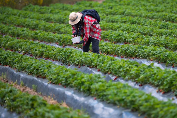 Una mujer recoge fresa en un campo de producción ecológica de Madrid.