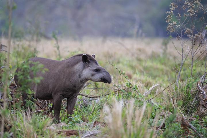 Un tapir.