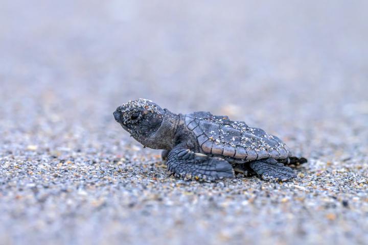 Imagen de archivo de una tortuga.