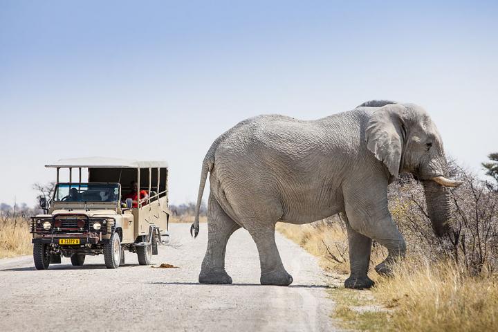 Un elefante cruza una carretera ante la atenta mirada de un grupo de turistas en el Parque Nacional Etosha, Namibia