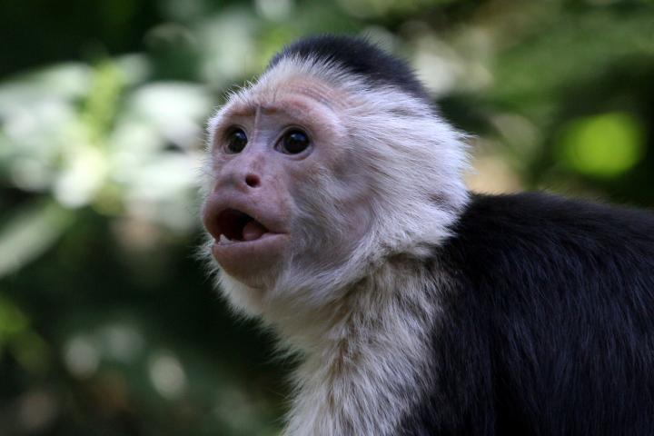 Mono capuchino cara blanca