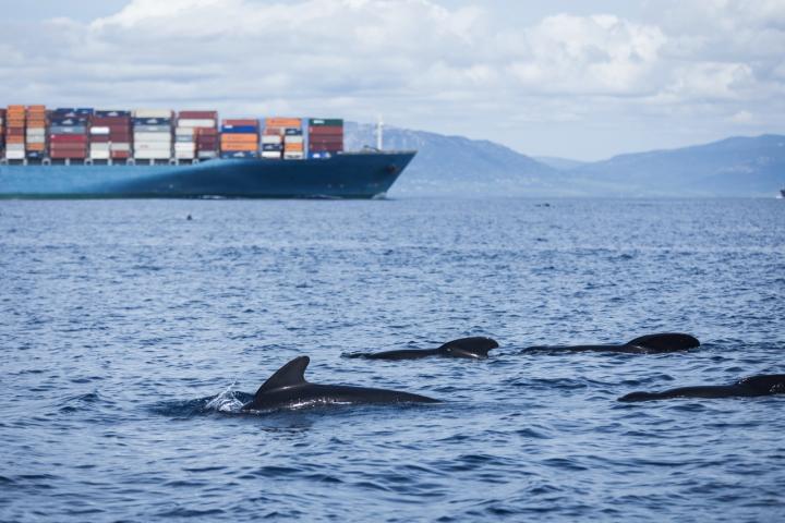 Un grupo de calderones en aguas del Estrecho de Gibraltar.