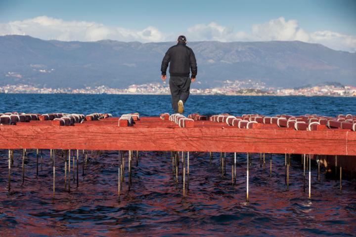 Un mejillonero gallego trabaja sobre una batea en la Ría de Arousa.