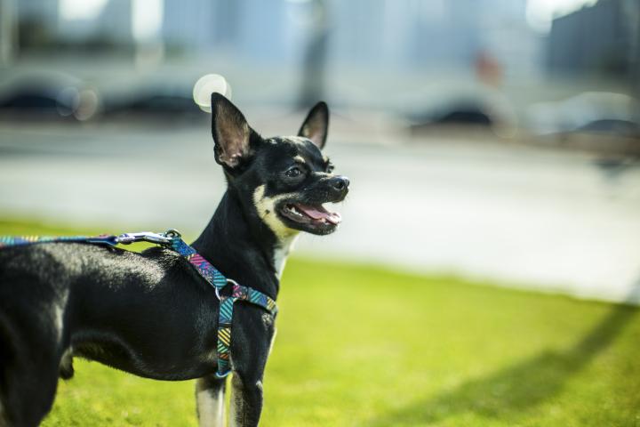 Un chihuahua en el parque.