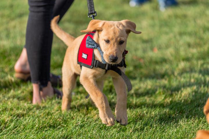 Imagen de archivo de un perro con un arnés.