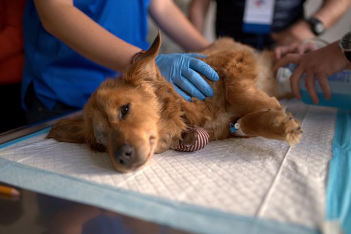 Un veterinario atiende en su clínica a un perro enfermo.
