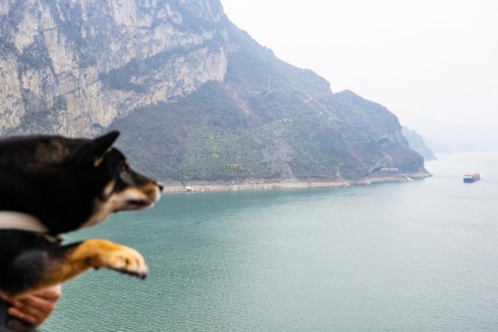 Un perro fotografiado en la montaña de los cachorros, en China.