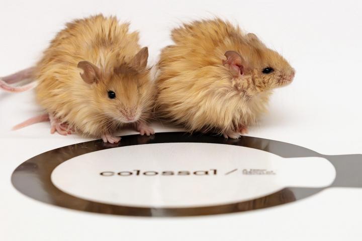 La recuperación de especies extintas podría estar cada vez más cerca: un grupo de investigadores ha anunciado la creación, mediante edición genética, de un ratón con el mismo pelaje que los mamuts, cuyos últimos individuos desaparecieron de una isla al Norte de Siberia hace unos que 4.000 años.