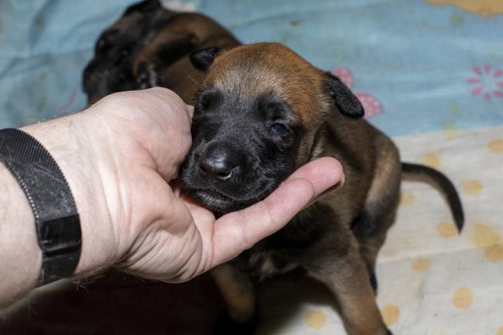 Cachorros de pastor belga de tan solo tres semanas, en una imagen de archivo.