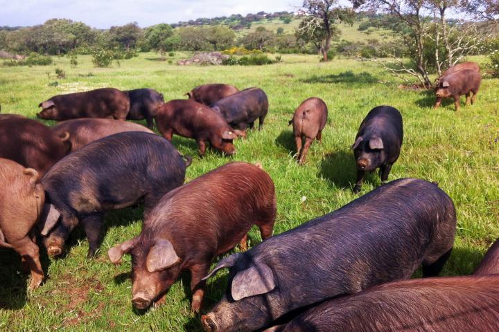 Una dehesa de Huelva con numerosos cerdos