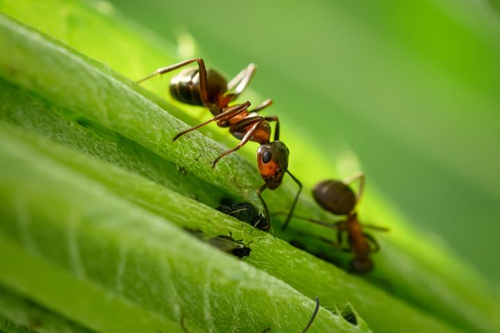 Una hormiga sobre una planta.