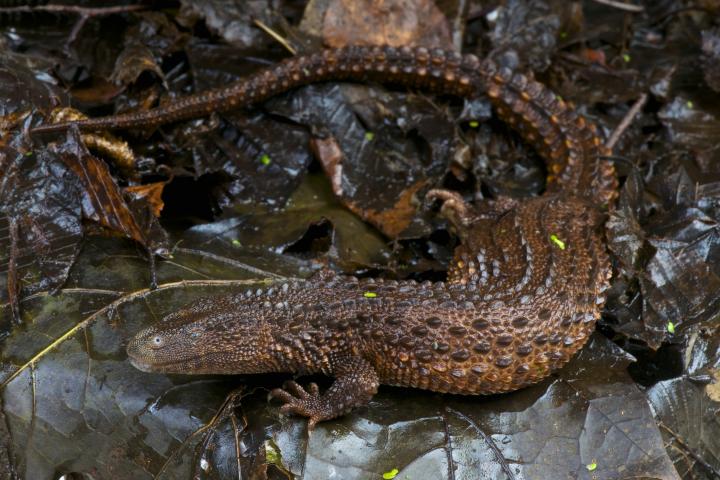 Un mini-dragón en la isla de Borneo, en Indonesia.