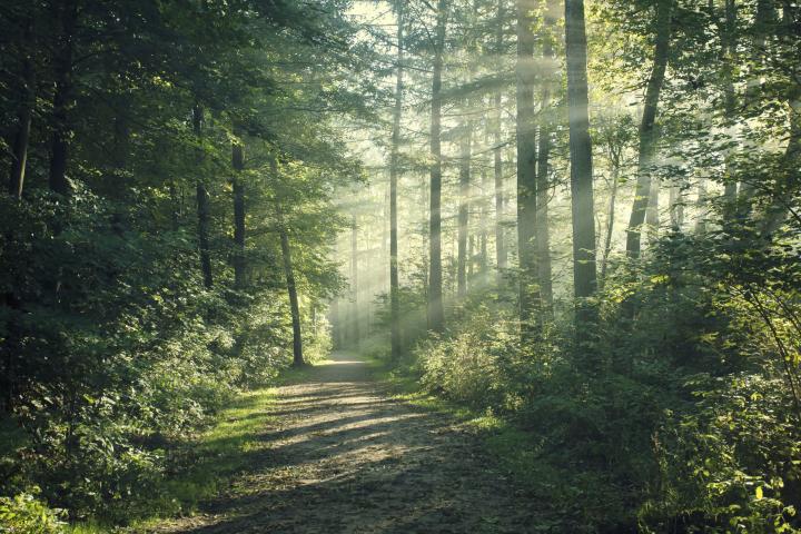 Sendero de un bosque, en una imagen de archivo.