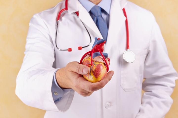 Un cardiólogo muestra una reproducción del corazón.