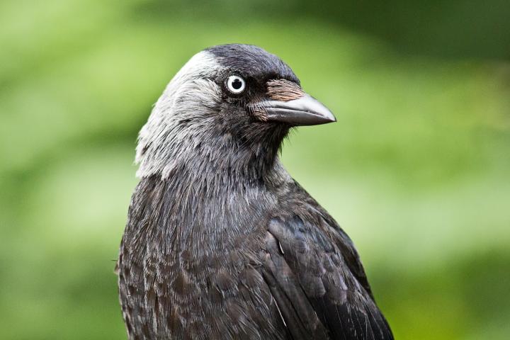Un ejemplar de grajilla en una imagen de archivo.