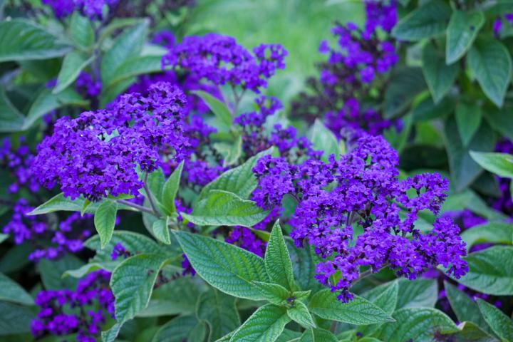 Flores de heliotropo.