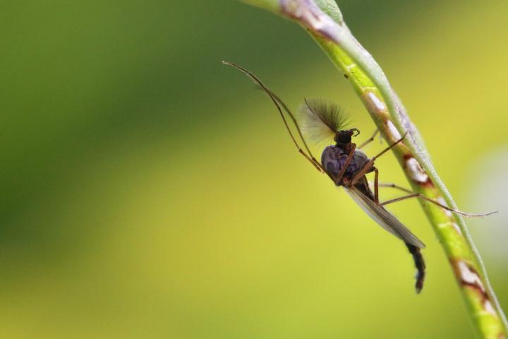 Un quironómido, en una imagen de archivo