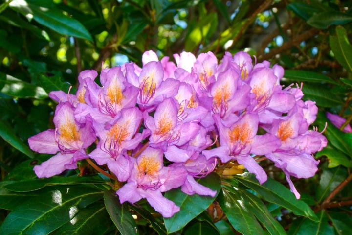 Imagen de la subespecie ibérica del rododendro ('Rhododendron ponticum subsp. baeticum'), en el Algarve (Portugal).