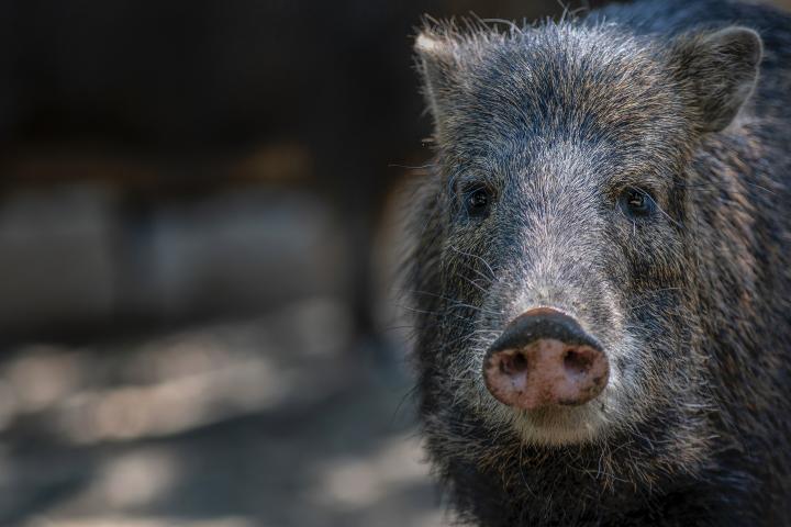 Un jabalí, en una imagen de archivo.