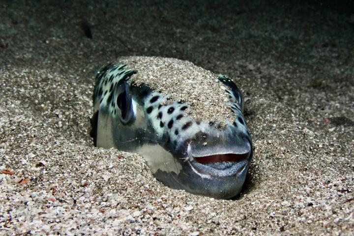 Imagen de archivo de un ejemplar de pez globo ('Lagocephalus sceleratus'), en el Mediterráneo.