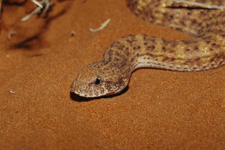 Una serpiente Acanthophis, en una imagen de archivo