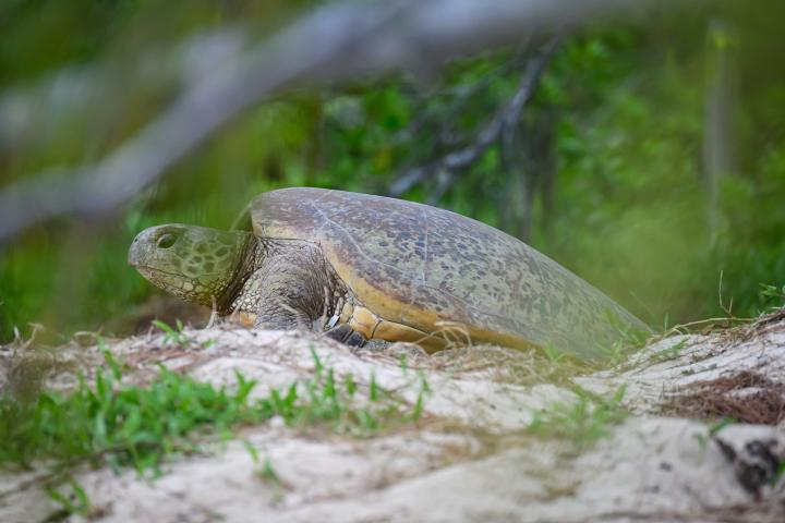 Una tortuga, en una imagen de archivo