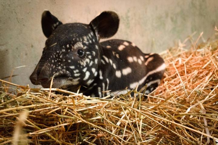 Tapir malayo