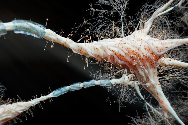 Ilustración de una neurona.