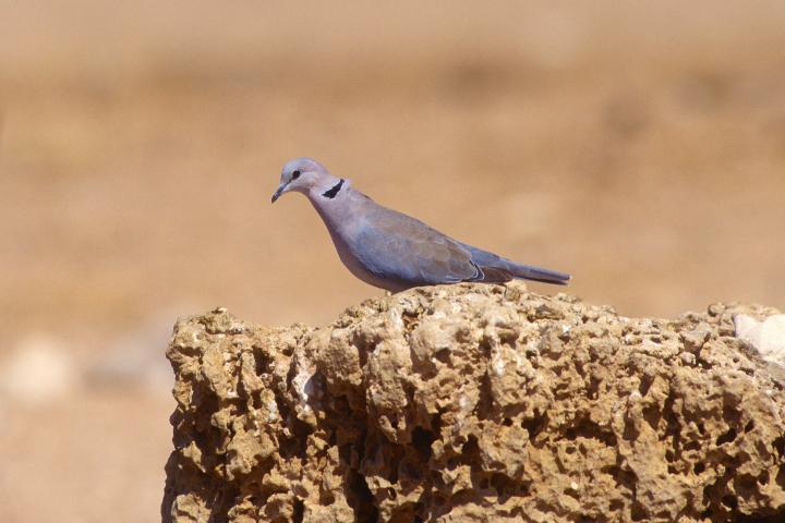 Una tórtola, en una imagen de archivo