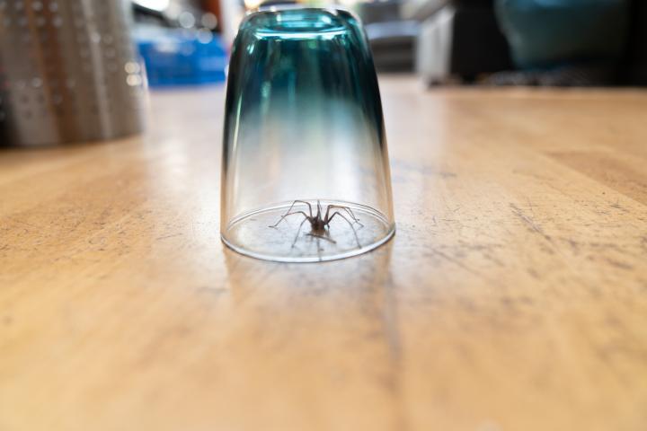 Una araña atrapada debajo de un vaso.