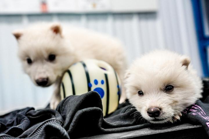 Fotografía cedida de los dos cachorros de lobo huargo, Rómulo y Remo.