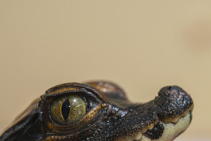 Un cocodrilo enano en una imagen de archivo.