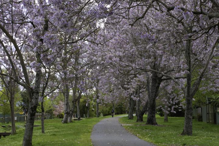 Una avenida con Paulownias.