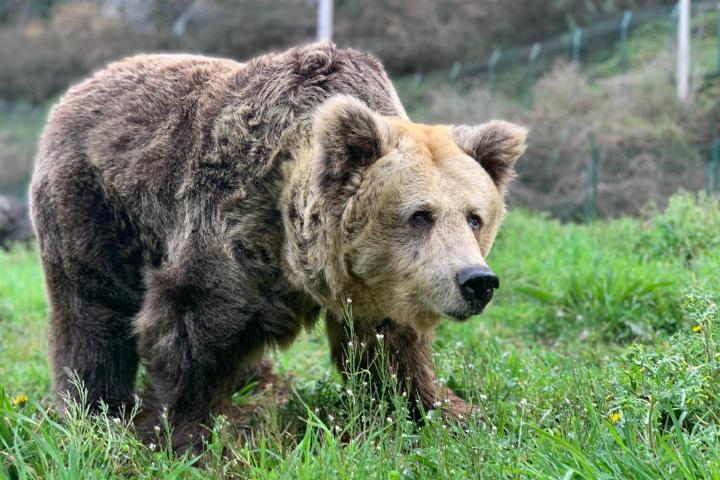 La osa Paca, en una imagen de archivo.