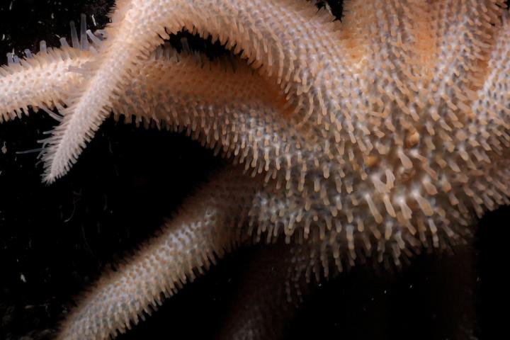 Detalle de una estrella de mar localizada en los fondos del Océano Pacífico.