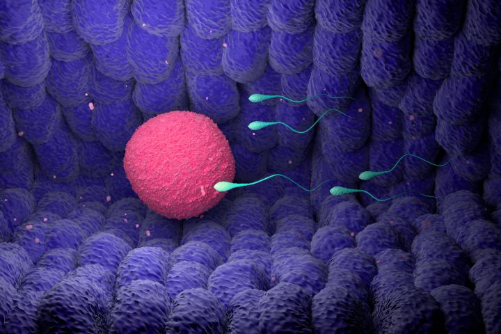 Espermatozoides nadando hacia el óvulo.