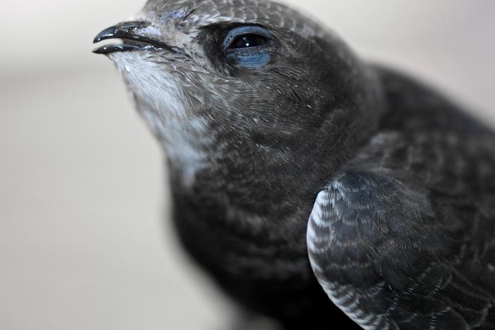 Imagen de archivo de un ejemplar de vencejo común ('Apus apus').